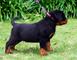 Rottweiler maravilloso para la adopcion - Foto 1