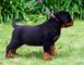 Rottweiler maravilloso para la adopcion