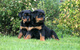 Rottweiler maravilloso para la adopcion - Foto 2