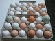 Se vende loros huevos fértiles par(aves para la venta) - Foto 1