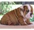 Super Adorable Bulldog inglés cachorros - Foto 1