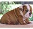Super Adorable Bulldog inglés cachorros - Foto 2