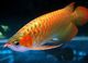 Super red arowana pescado rojo cola oro arowana(rtg) en venta