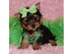 Yorkshire terrier - Foto 1