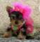 Yorkshire terrier cachorros