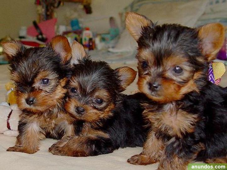 cachorros toy de terrier mini para adopcion - Riotorto