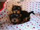 10 semanas de edad yorkshire terrier, fijo, genial con niños y be