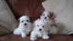 9 semanas blanco Maltés cachorros necesitan casa ahora - Foto 1