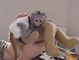 Adorable bebé capuchin ardilla y monos tití..