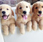 Adorable Golden Retriever cachorros listo - Foto 1