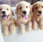 Adorable golden retriever cachorros listo