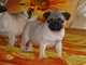 Adorable pendientes Pug cachorros - Foto 1