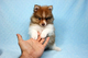 Adorable Pomeranian cachorros - Foto 1