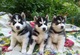 Adorable siberia husky cachorros cachorros