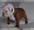 Akc registrado english bulldog cachorros para usted