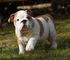 Akc registrados cachorros y ckc inglese bulldog para su aprobació