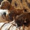 American Bulldog cachorros para adopción - Foto 1