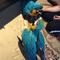 Azul y oro guacamayo loros