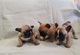 Bulldog francés cachorros para su adopción