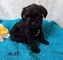 Cachorros affenpinscher para adopción