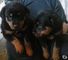 Cachorros alemanes asombrosos de Rottweiler para la venta - Foto 1
