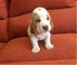 Cachorros Basset Hound de formación disponibles - Foto 1