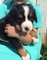 Cachorros bernese mountain dog para la venta