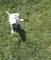 Cachorros bull terrier para adopción - Foto 1