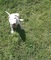 Cachorros bull terrier para adopción