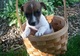 Cachorros de jack russell terrier para adopción