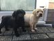 Cachorros de Labradores listos para ala adopcion - Foto 1