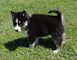 Cachorros husky siberiano ojos azules disponibles - Foto 1