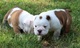 Cachorros ingleses arrugados del bulldog para la venta