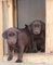 Cachorros Labrador Retriever para adopción - Foto 1