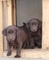 Cachorros labrador retriever para adopción