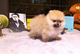 Cachorros más adorables de pomerania