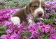 Cachorros preciosos de Beagle para la venta - Foto 1