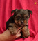 Cachorros registrados yorkshire terrier