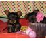 Cachorros Yorkshire Terrier Ultimos - Foto 1