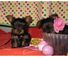 Cachorros yorkshire terrier ultimos