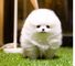 Calidad micro minúsculo taza de té Pomeranian cachorros - Foto 1