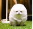Calidad micro minúsculo taza de té pomeranian cachorros