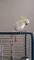 Cockatoo con cresta amarilla loros - Foto 1