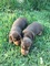 Dachshund cachorros para adopción