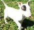 Dulce Cachorros Bull terrier en venta - Foto 1