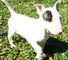 Dulce cachorros bull terrier en venta