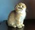 Elite scottish fold kitten