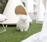 Encantadora micro pequeña taza de té Pomeranian cachorros - Foto 1