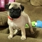 Encantadores cachorros pug