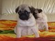 Especiales pequeño pug cachorros